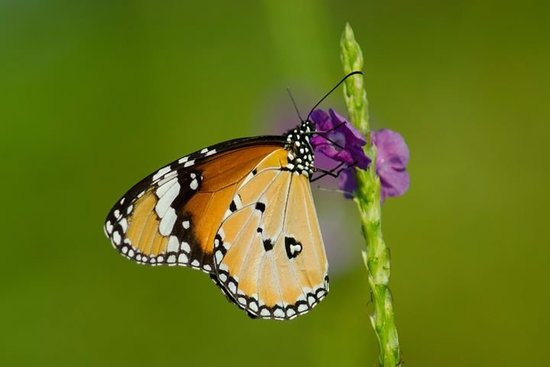 Butterfly park - Ovalekar Wadi