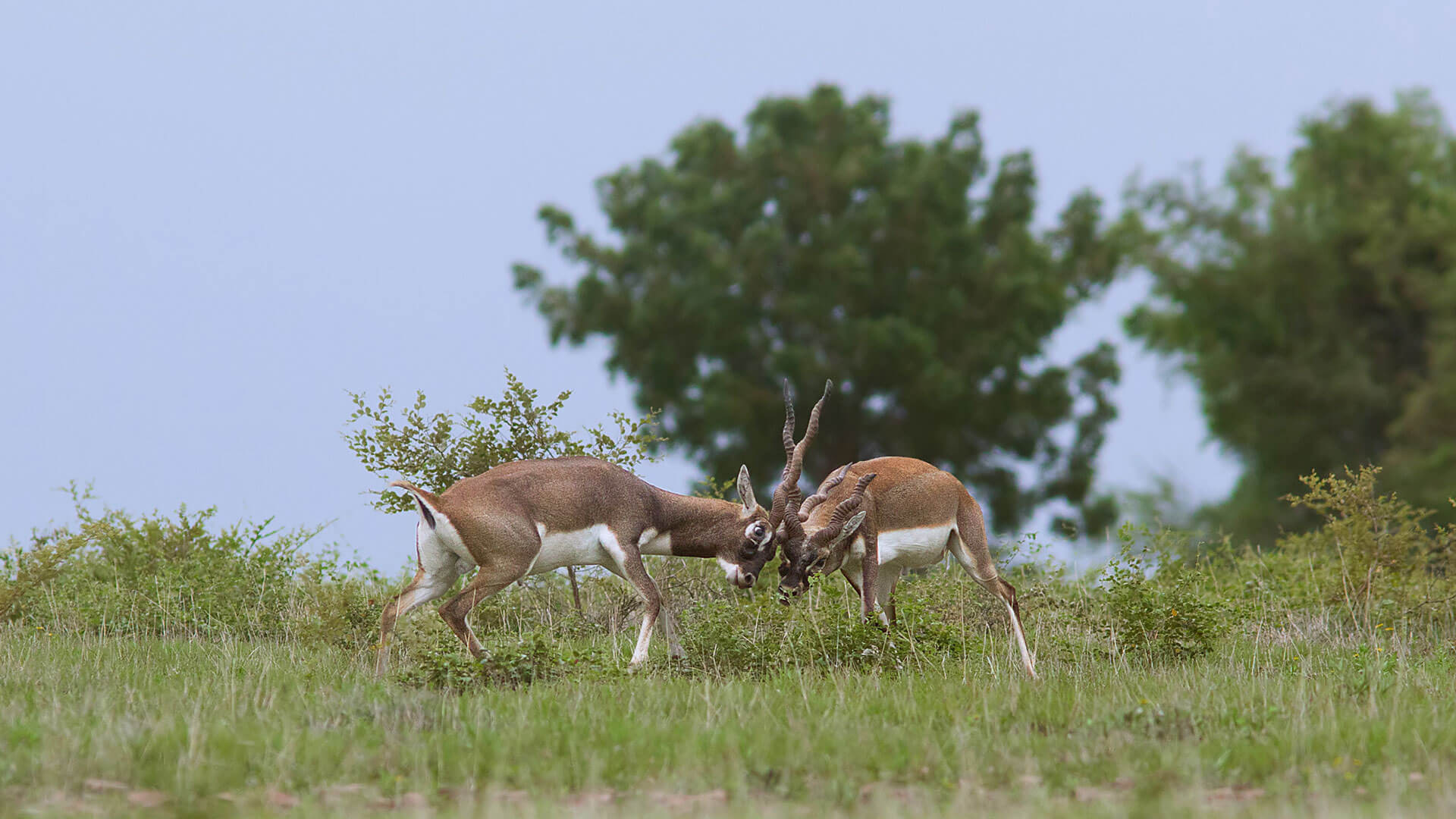 Rollapadu Wildlife Sanctuary
