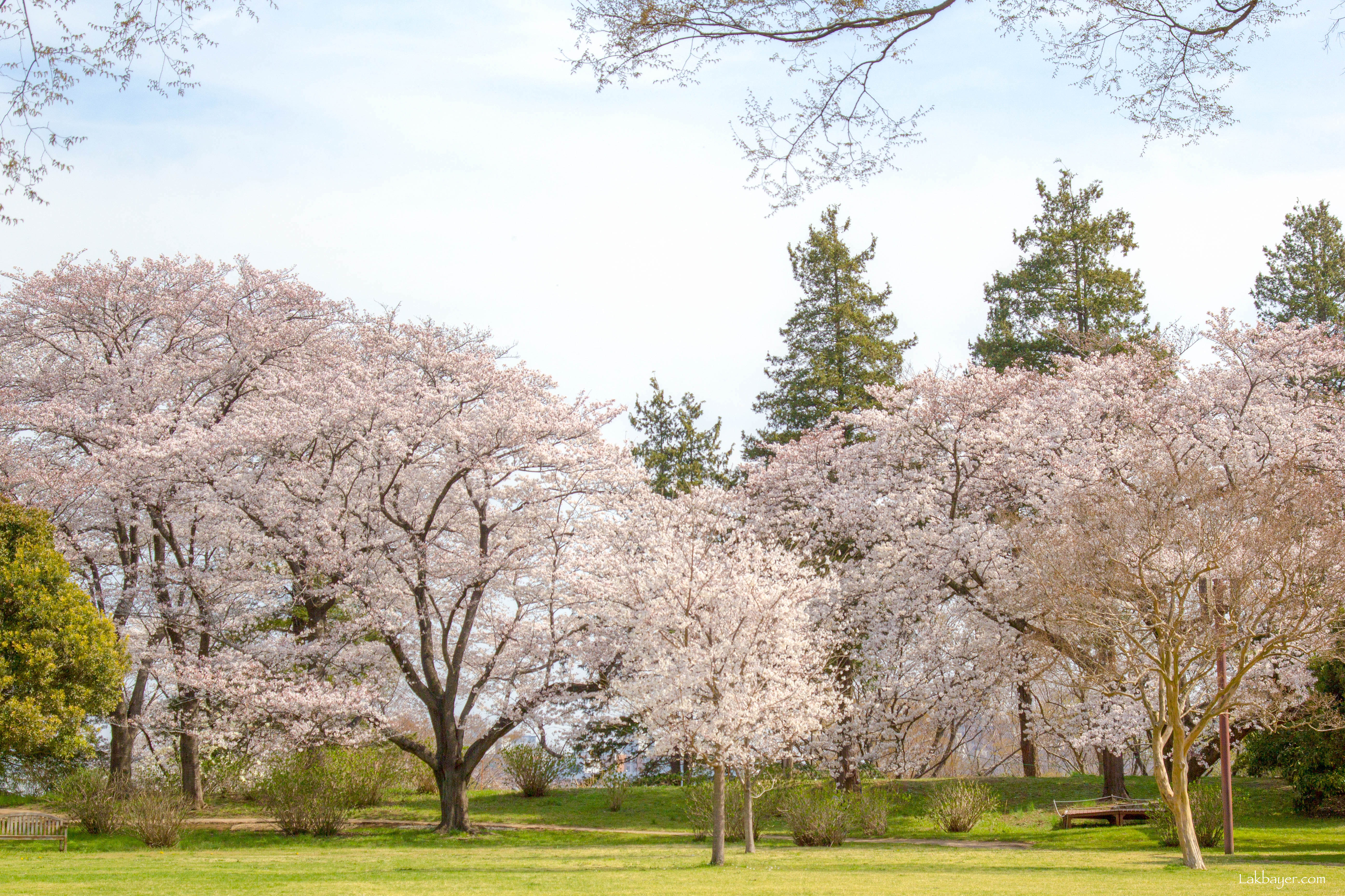 Sakura park