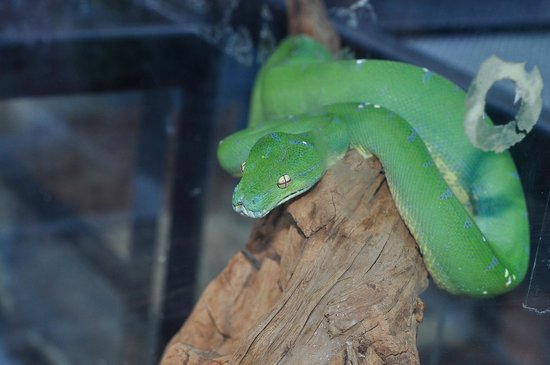 Reptiles Center