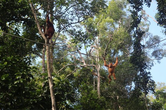 Semenggoh Nature Reserve