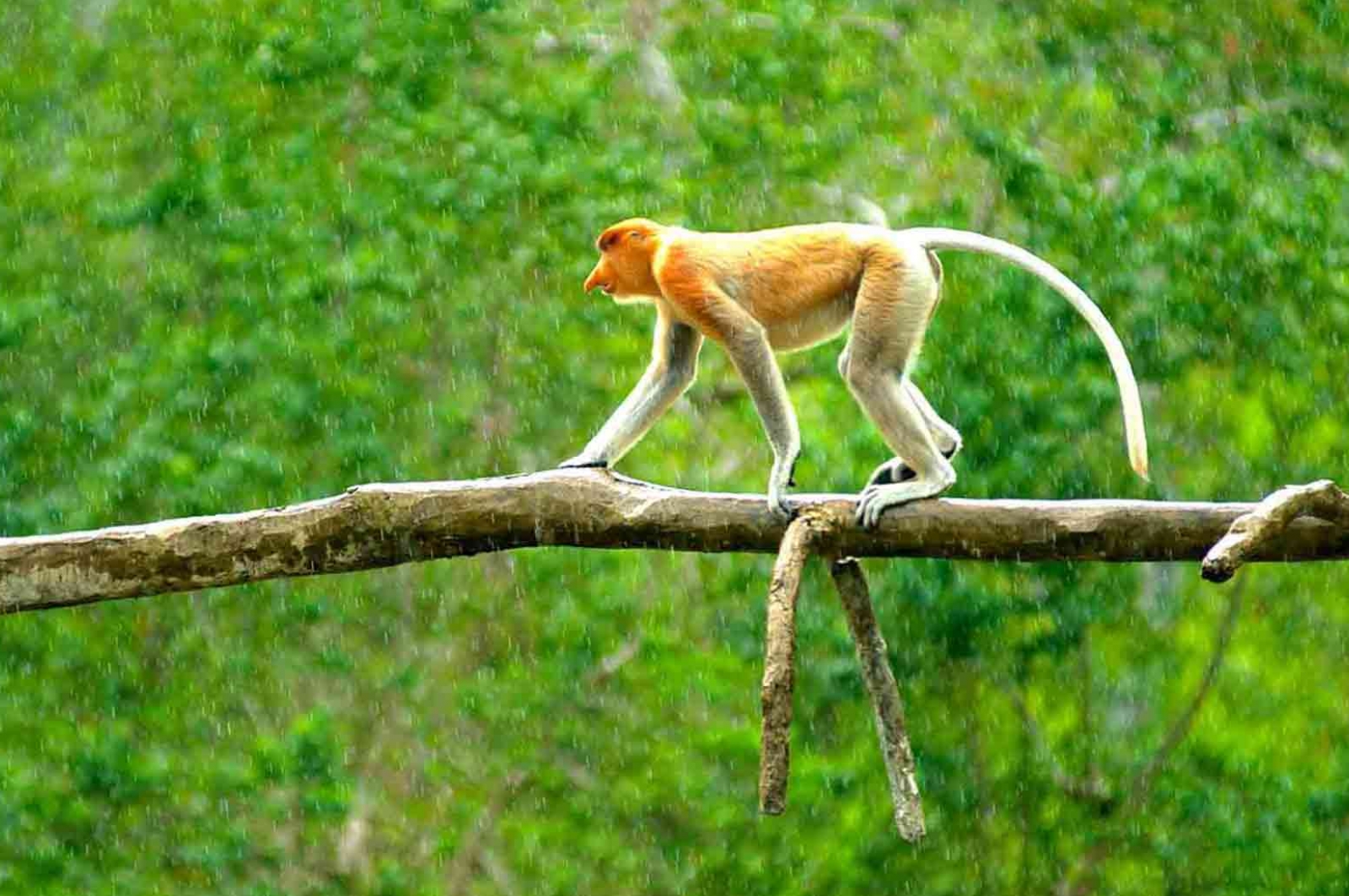 Labuk Bay Proboscis Monkey Sanctuary