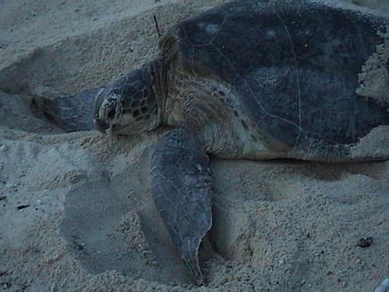 Turtle Island Park