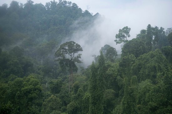 Deramakot Forest Reserve