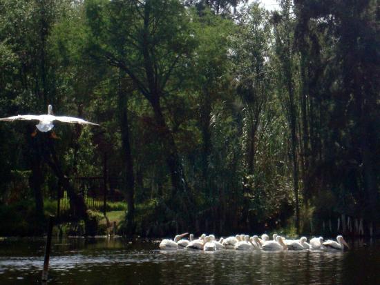 Observacion de aves en Xochimilco