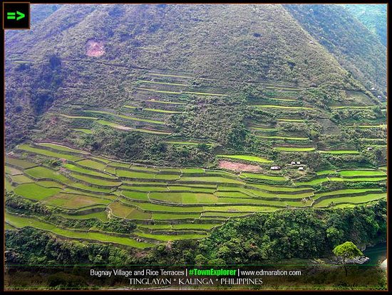Tinglayan Rice Terraces