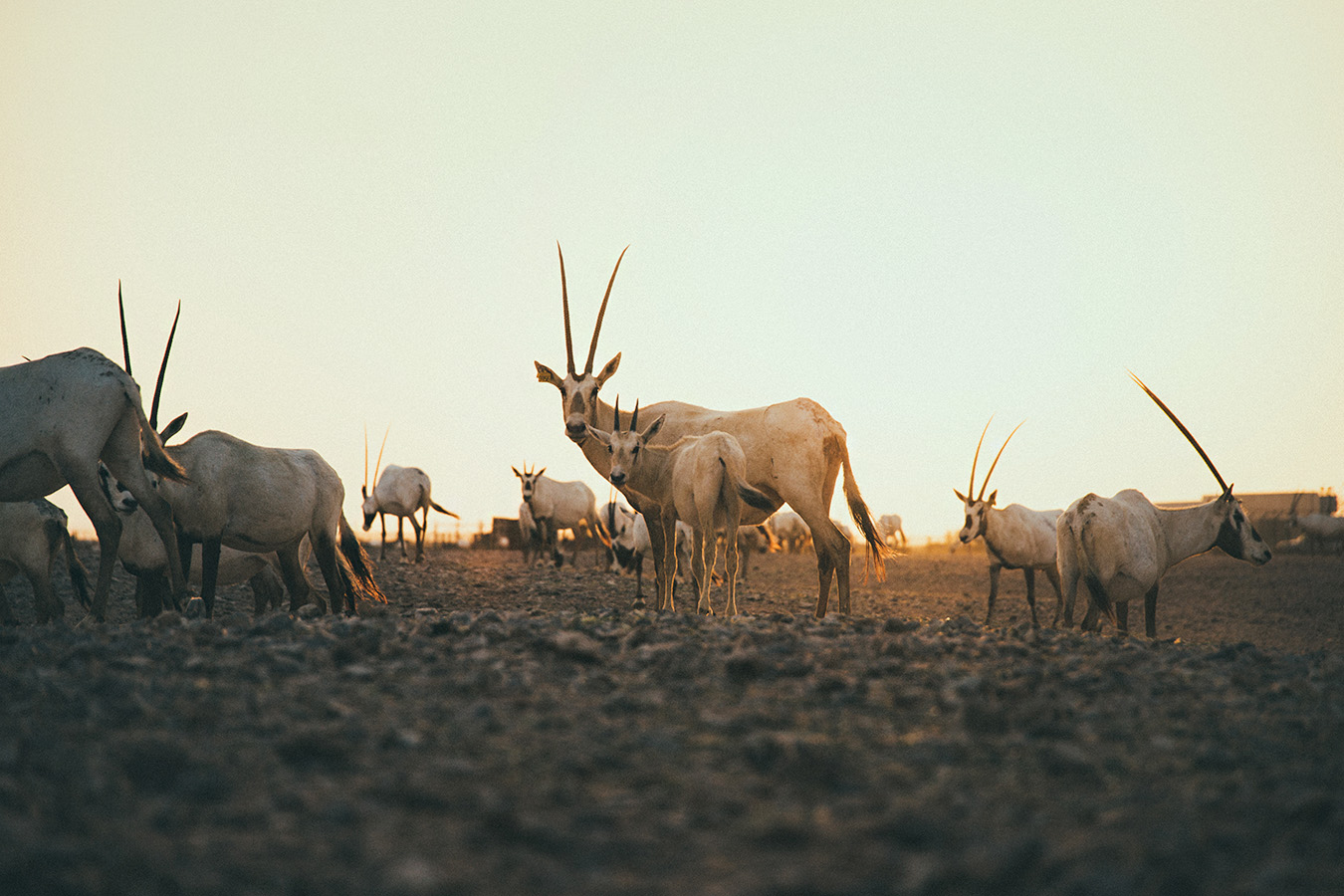 Arabian Oryx Sanctuary