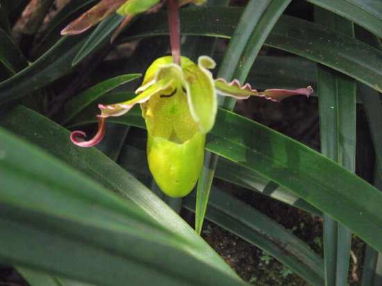 Aprovaca (The Orchid Nursery & Conservation Center)