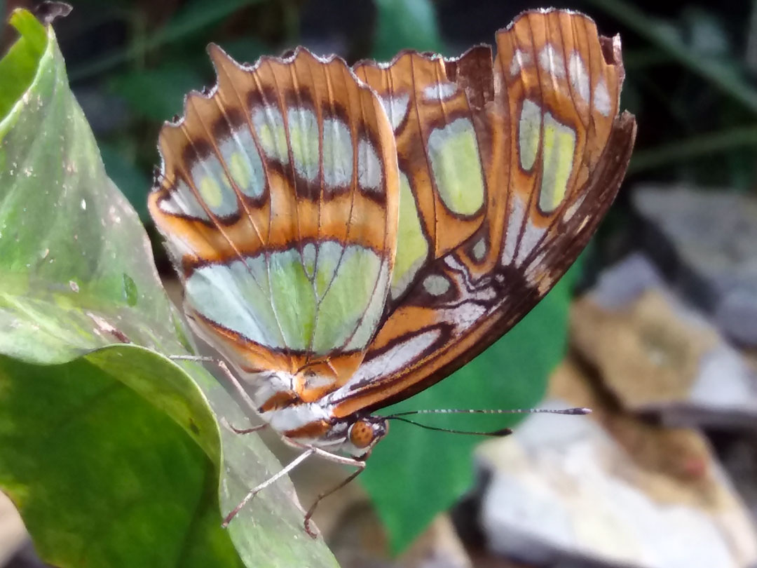 Butterfly Haven