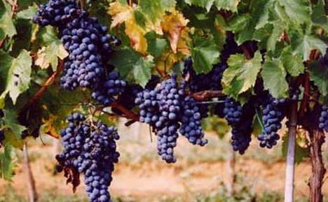 Azienda Bruni