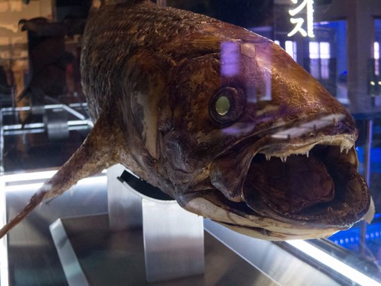 Surugawan Deep Sea Fish Museum