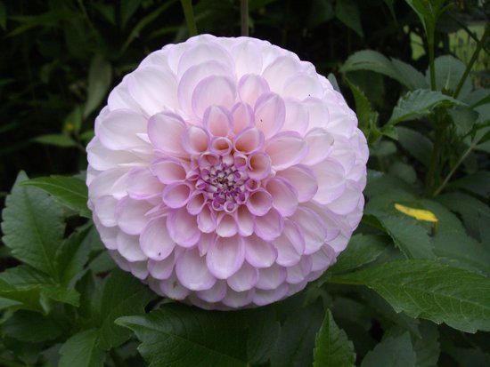 Barakura English Garden