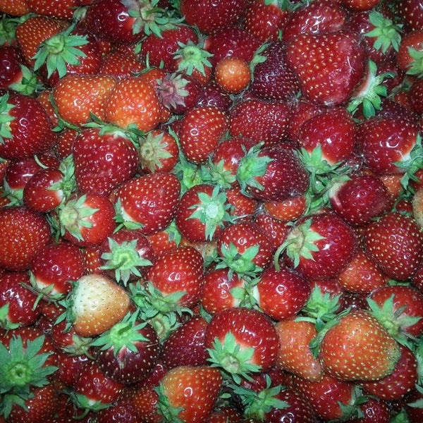 Ranran Strawberry Farm