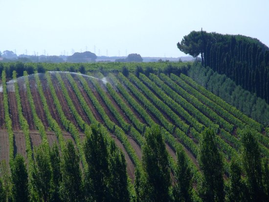 Rutuli Vineyard
