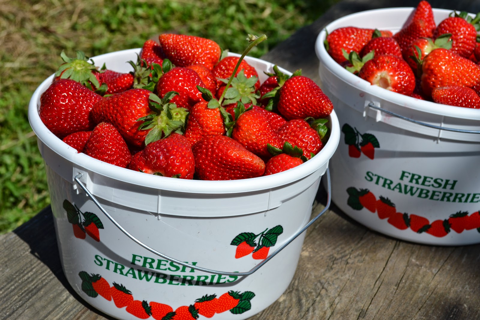 Strawberry Farm Haru