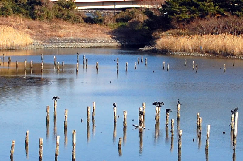 Tokyo Port Wildbird Park