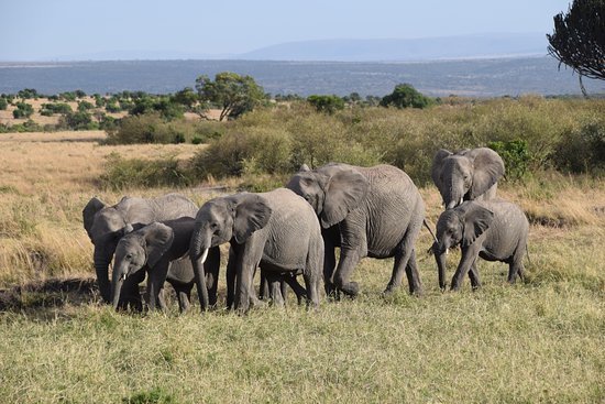 Let's Go Wild Safaris - Day Tours