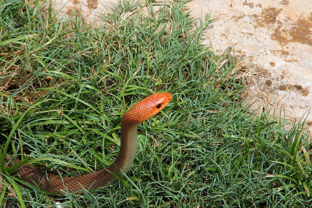 Snake Park