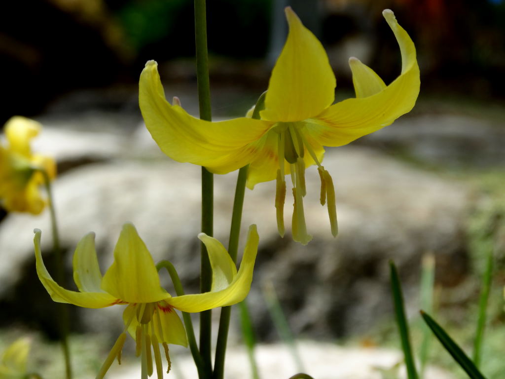 Erythronium Ground