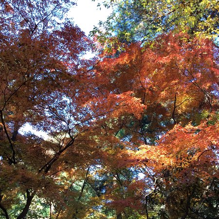 The University of Tokyo, Tanashi Forest
