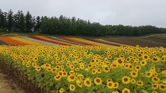 Yoshida Tomita Farm