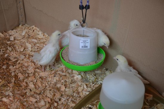 Willow Court Farm & Poultry