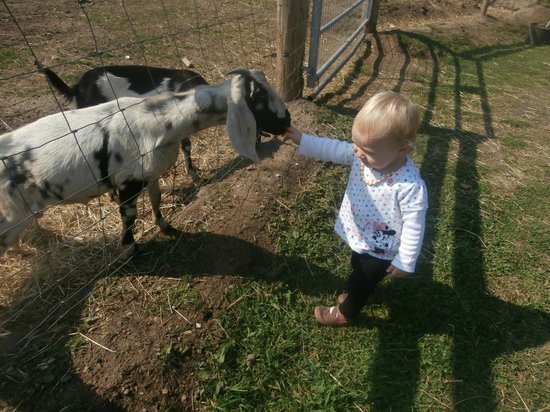 Aston Springs Farm