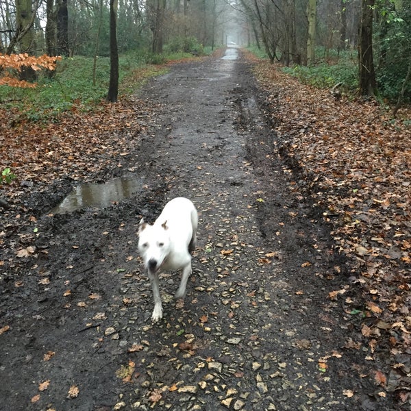 Sandall Beat Wood