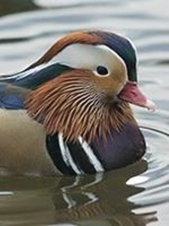 Andy Davies Photography & Video - WWT National Wetland Centre Wales Photography Workshop
