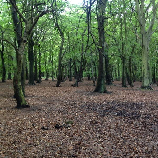 Wombwell Woods