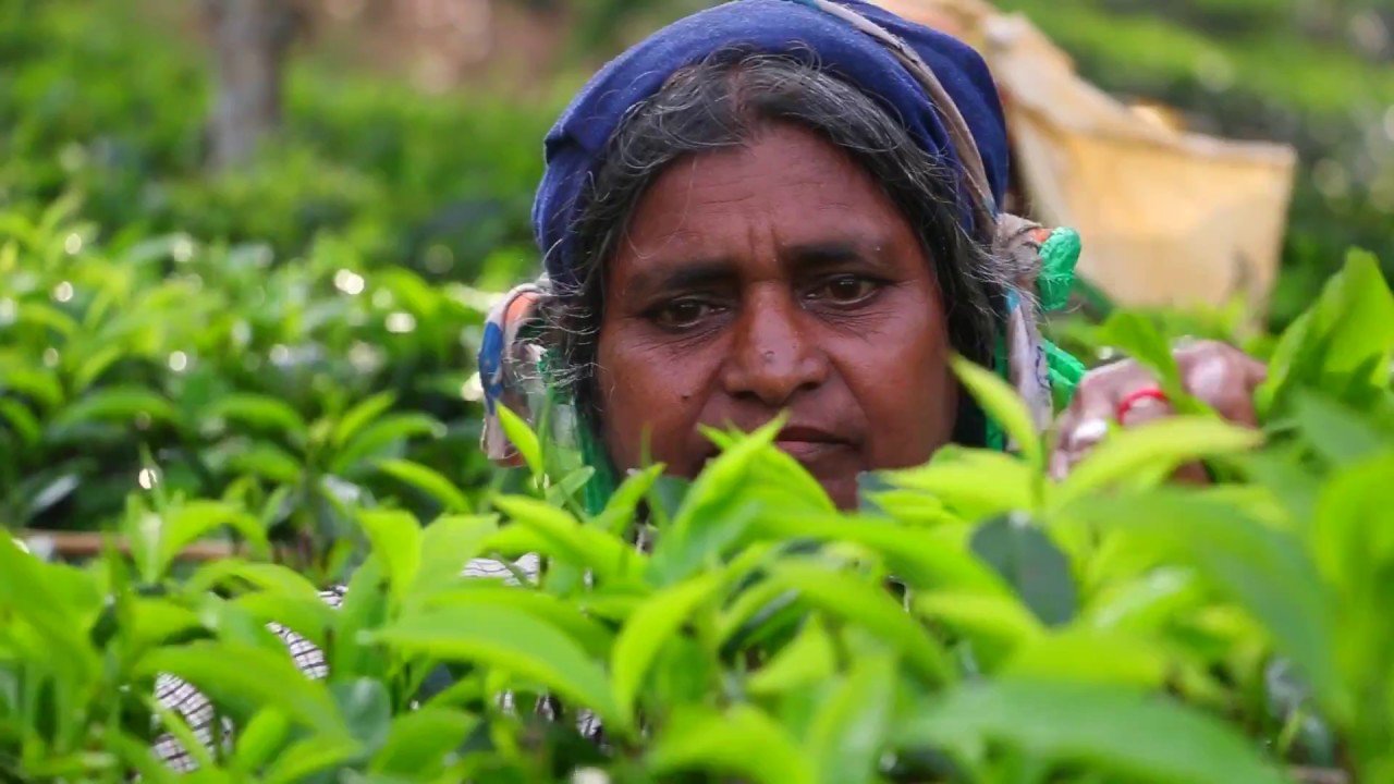 Tea Plantation Workers Museum and Archive