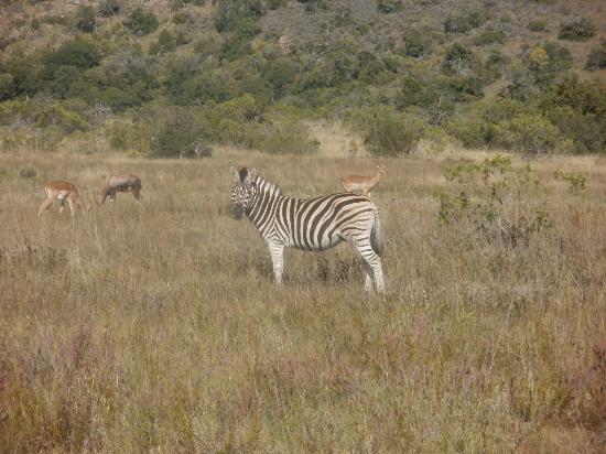 Kwantu Private Game Reserve - Day Visits