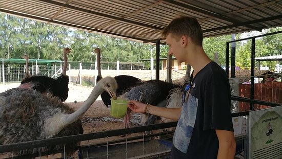 Malai Ostrich Farm