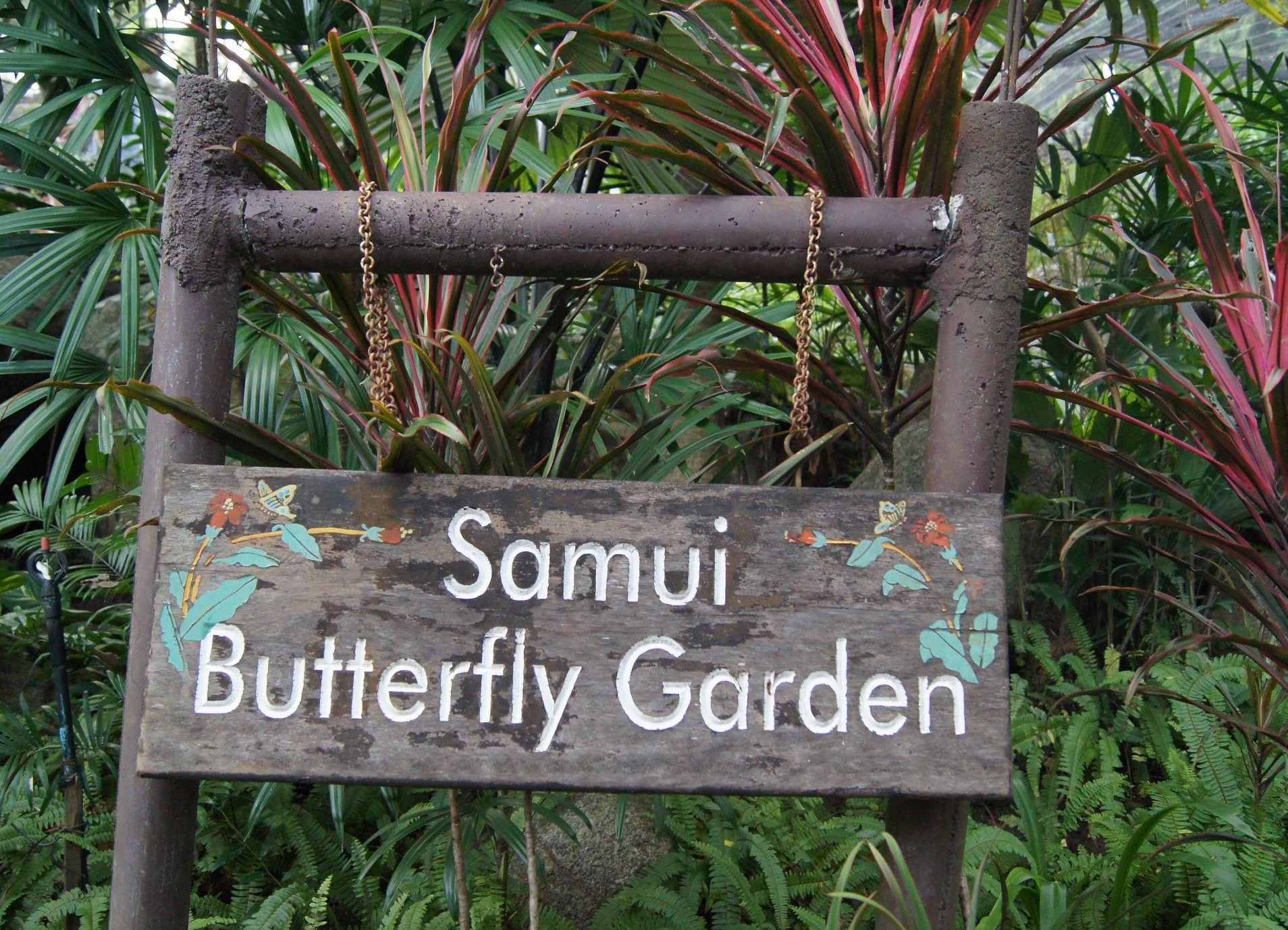 Samui Butterfly Garden