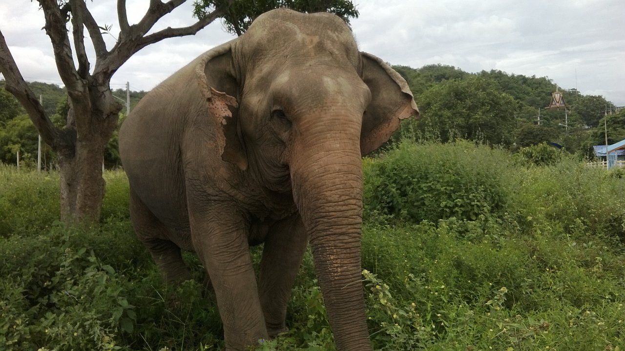 Hutsadin Elephant Foundation