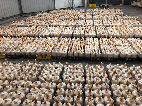 Shenghe Mushroom Farm