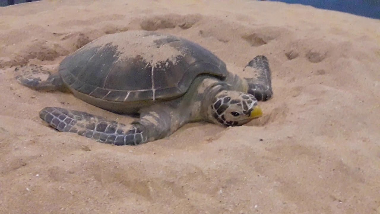 Wangan Green Turtle Tourism and Conservation Center