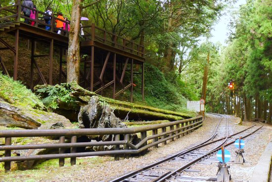 Alishan Sacred Tree