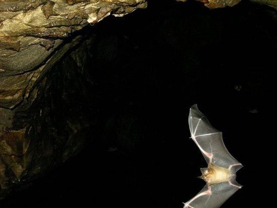 Khao Luk Chang Bat Cave