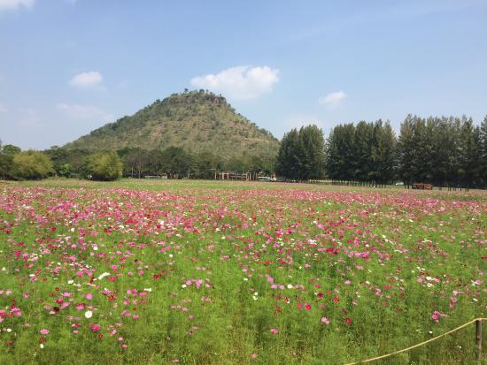Jim Thompson Farm