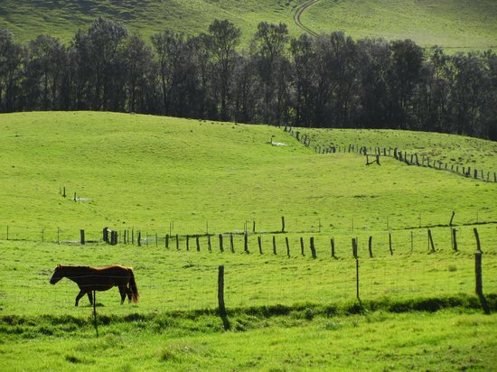 Evening at Kahua Ranch