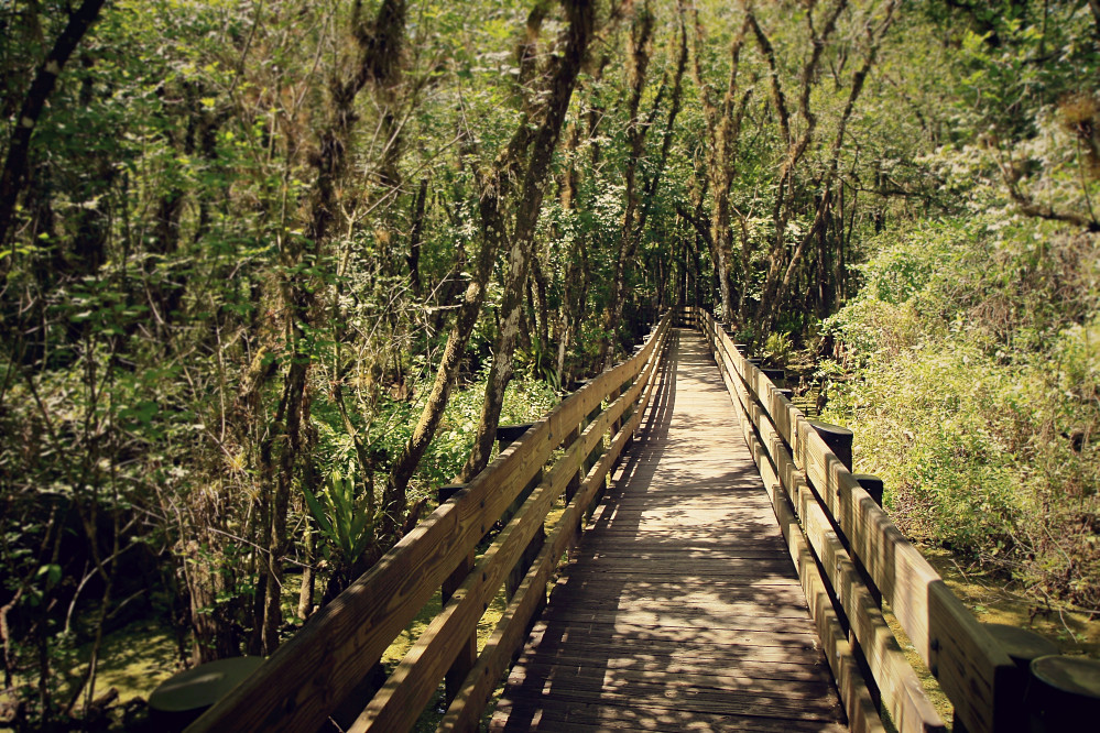 Six Mile Cypress Slough Preserve