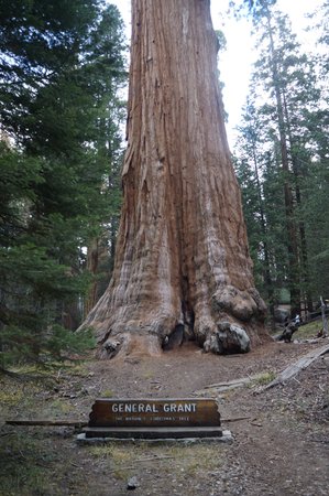 General Grant Tree Trail
