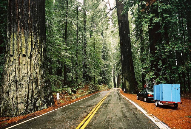Avenue of the Giants