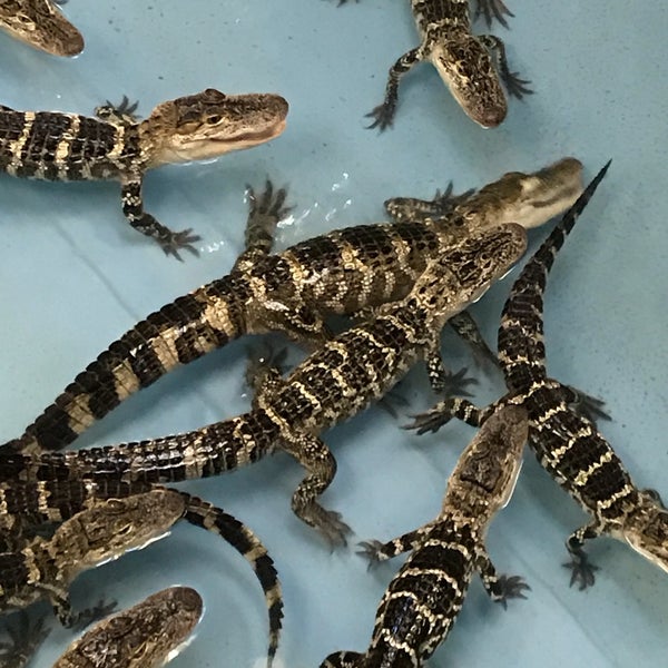 Alligator Attraction