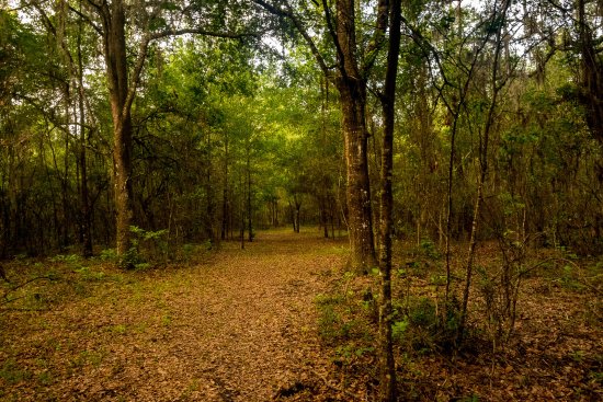 Barr Hammock Preserve