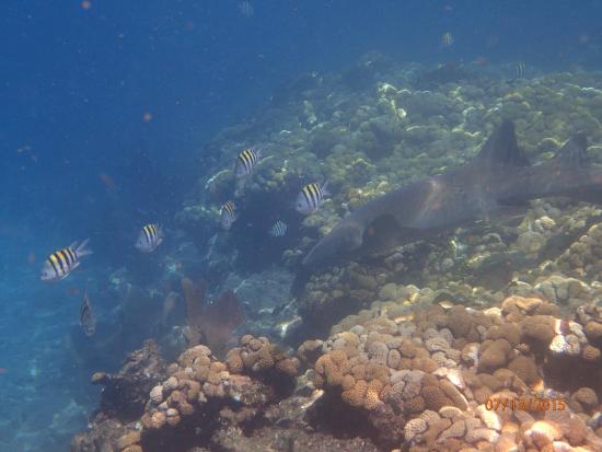 Looe Key (Florida Keys National Marine Sanctuary)