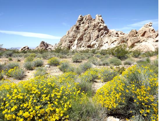 Whitney Pockets