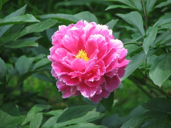 Peony's Envy