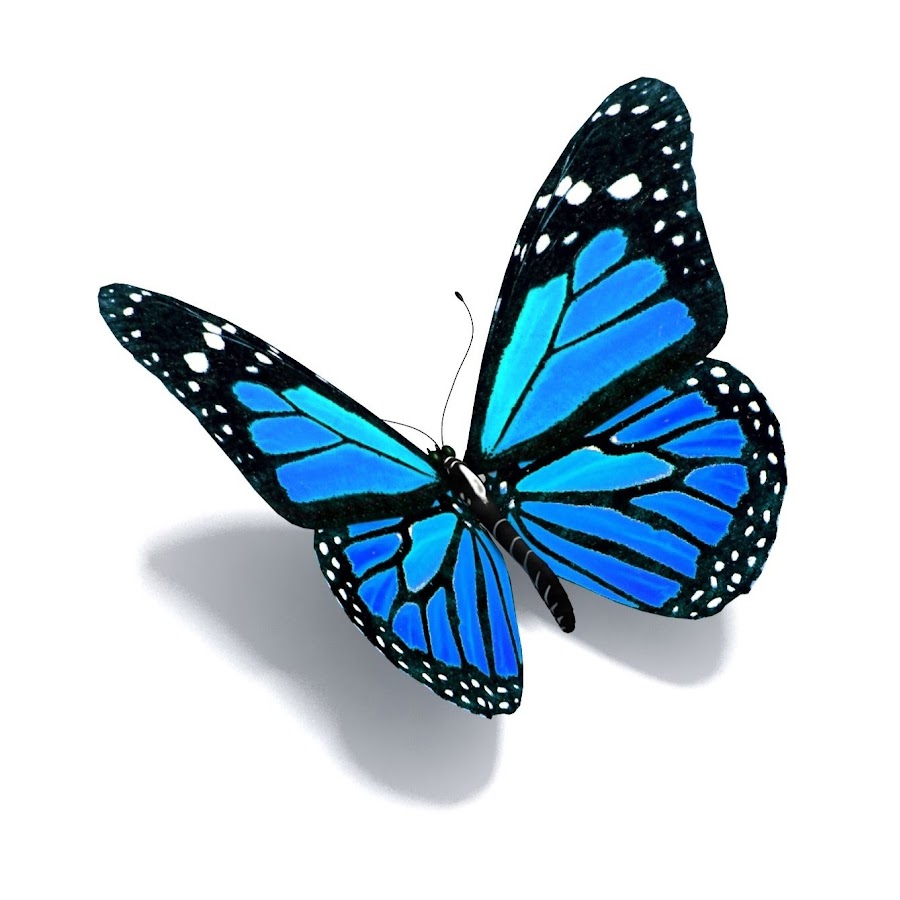 The Blue Butterfly Boutique